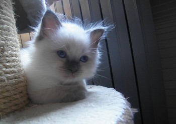 femelle blue colourpoint 7 semaines (collier blanc) - Chatterie Ragdolls du Val de Beauvoir